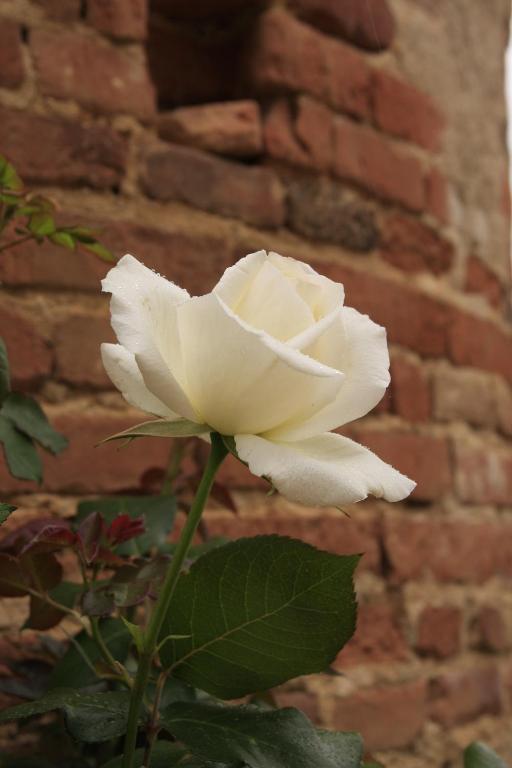 Bed and Breakfast Domaine de Belcayre Montauban Exterior foto