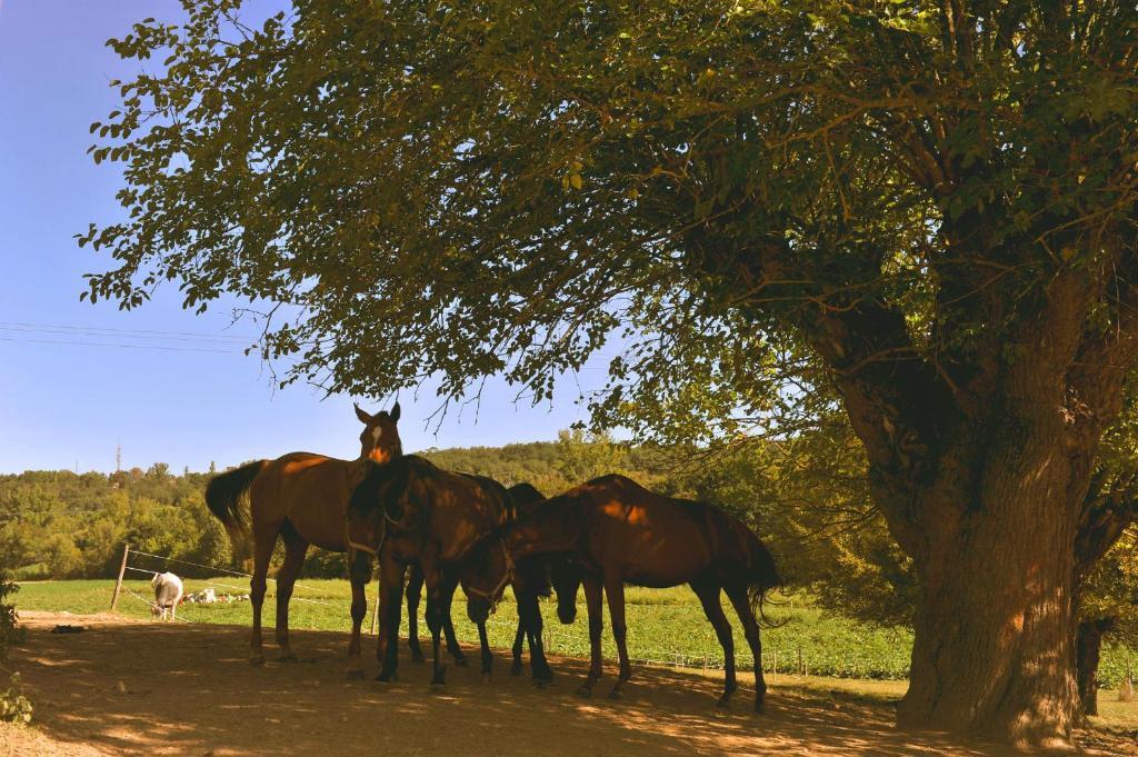 Bed and Breakfast Domaine de Belcayre Montauban Exterior foto
